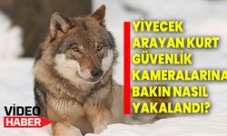 Yiyecek arayan kurt güvenlik kameralarına bakın nasıl yakalandı?