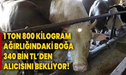 1 ton 800 kilogram ağırlığındaki boğa 340 bin TL’den alıcısını bekliyor