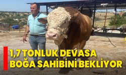 1,7 Tonluk Devasa Boğa Sahibini Bekliyor