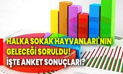 Halka sokak hayvanlarının geleceği soruldu! işte anket sonuçları?