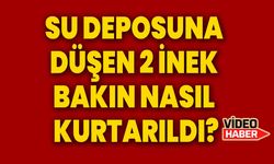 Su deposuna düşen 2 inek kurtarıldı!