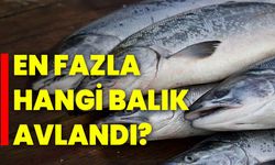 En fazla hangi balık avlandı?