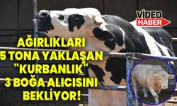 Afyonkarahisar'da ağırlıkları 5 tona yaklaşan "kurbanlık" 3 boğa alıcısını bekliyor!