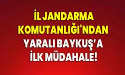 İl Jandarma Komutanlığı'ndan yaralı baykuş’a ilk müdahale!