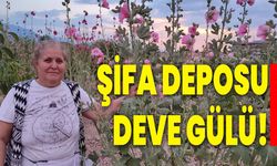 Şifa deposu Deve Gülü!