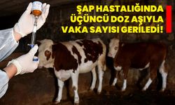 Şap hastalığında üçüncü doz aşıyla vaka sayısı geriledi!