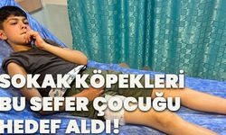 Sokak Köpekleri bu sefer çocuğu hedef aldı!