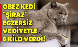 Obez kedi "Şiraz" egzersiz ve diyetle 6 kilo verdi!