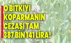 O bitkiyi koparmanın cezası tam 387 Bin 141 Lira!