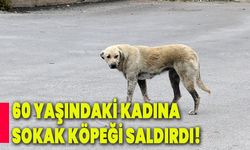 60 Yaşındaki kadına sokak köpeği saldırdı!