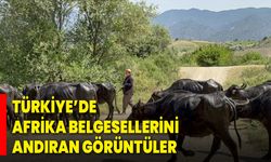 Türkiye’de Afrika Belgesellerini Andıran Görüntüler