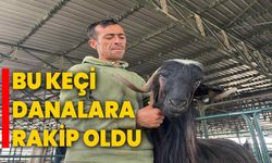 Bu keçi danalara rakip oldu