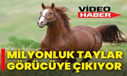 Milyonluk taylar görücüye çıkıyor