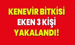 Kenevir Bitkisi Eken 3 Kişi Yakalandı