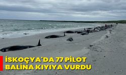 İskoçya'da 77 Pilot Balina Kıyıya Vurdu