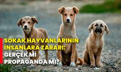 Sokak hayvanlarının insanlara zararı: Gerçek mi, propaganda mı?