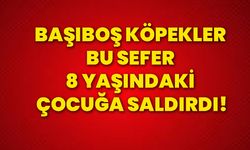 Başıboş köpekler bu sefer 8 yaşındaki çocuğa saldırdı!