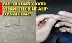 Buldukları yavru yılanı ellerine alıp oynadılar!