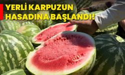 Yerli karpuzun hasadına başlandı!