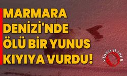 Marmara Denizi'nde ölü bir yunus kıyıya vurdu!