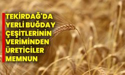 Tekirdağ'da yerli buğday çeşitlerinin veriminden üreticiler memnun