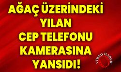 Elazığ'da Ağaç Üzerindeki Yılan Cep Telefonu Kamerasına Yansıdı!