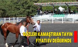 Gözleri Kamaştıran Tayın Fiyatı Ev Değerinde