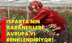 Isparta'nın karanfilleri Avrupa'yı renklendiriyor!