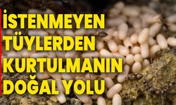 İstenmeyen Tüylerden Kurtulmanın Doğal Yolu: Karınca Yumurtası Yağı