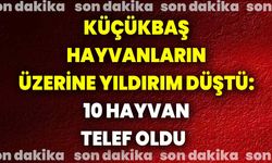 Küçükbaş hayvanların üzerine yıldırım düştü: 10 hayvan telef oldu