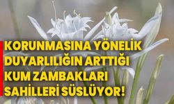 Korunmasına yönelik duyarlılığın arttığı kum zambakları sahilleri süslüyor!