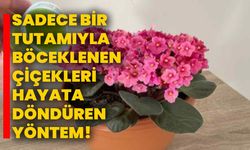 Sadece bir tutamıyla böceklenen çiçekleri hayata döndüren yöntem!