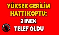 Yüksek Gerilim Hattını Koptu: 2 İnek Telef Oldu