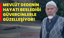 Mevlüt dedenin hayatı beslediği güvercinlerle güzelleşiyor!