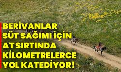 Berivanlar süt sağımı için at sırtında kilometrelerce yol katediyor!