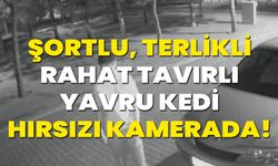 Şortlu, Terlikli, Rahat Tavırlı Yavru Kedi Hırsızı Kamerada