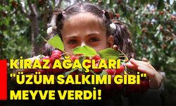 Kiraz ağaçları "Üzüm salkımı gibi" meyve verdi!