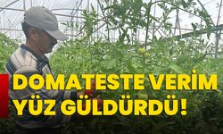 Domateste verim yüz güldürdü!