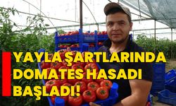 Yayla şartlarında domates hasadı başladı!