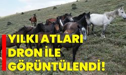 Yılkı atları dron ile görüntülendi!