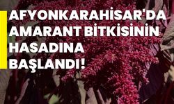 Afyonkarahisar'da amarant bitkisinin hasadına başlandı!