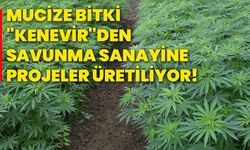 Mucize bitki "kenevir"den savunma sanayine projeler üretiliyor!