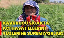 Kavurucu sıcakta acı hasat, ellerini yüzlerine süremiyorlar!