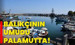 Balıkçının umudu palamutta!