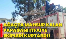 Ağaçta mahsur kalan papağanı itfaiye ekipleri kurtardı!