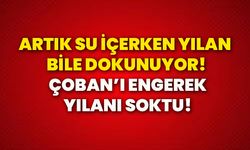 Artık su içerken yılan bile dokunuyor! Çoban’ı engerek yılanı soktu!