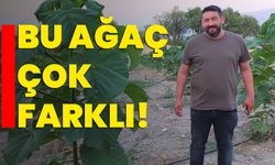 Bu ağaç çok farklı!