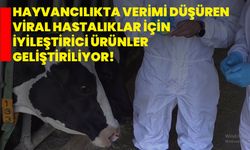 Burdur'da hayvancılıkta verimi düşüren viral hastalıklar için iyileştirici ürünler geliştiriliyor!