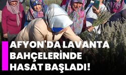 Afyon'da lavanta bahçelerinde hasat başladı!