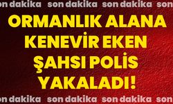 Ormanlık alana kenevir eken şahsı polis yakaladı!